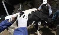 الطب البيطري ضامنٌ لصحة مائدة الشعب